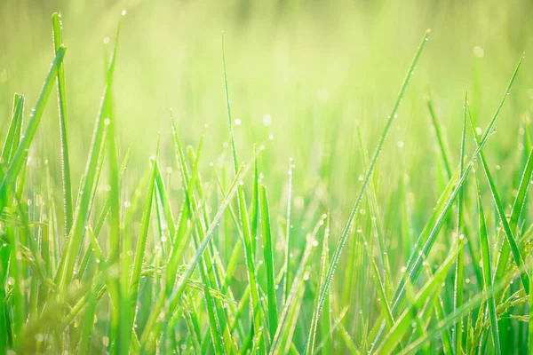 露のぼけは午前中に畑の米の粒に落ちます — ストック写真