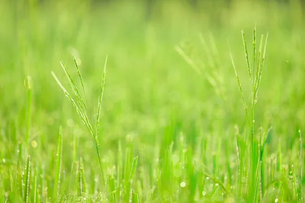 Bokeh Rocío Cae Grano Arroz Campo Por Mañana Enfoque Suave —  Fotos de Stock