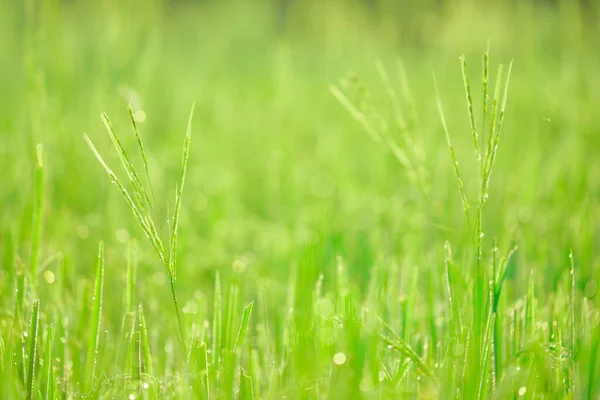 Bokeh Rocío Cae Grano Arroz Campo Por Mañana Enfoque Suave —  Fotos de Stock