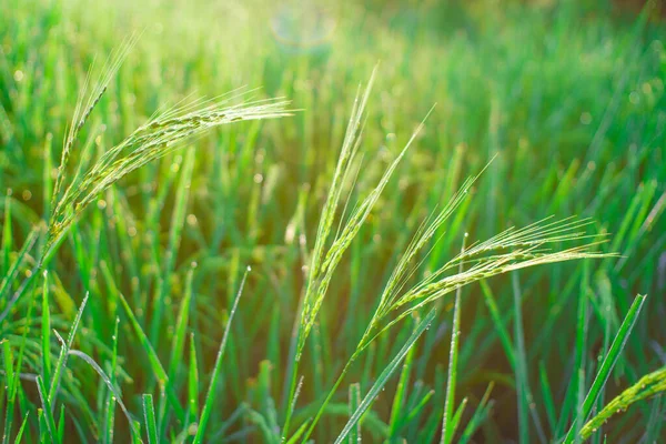 Bokeh Gotas Orvalho Grão Arroz Campo Manhã Foco Suave — Fotografia de Stock