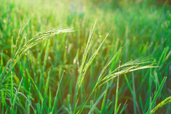 Bokeh Von Tautropfen Auf Einem Reiskorn Einem Feld Morgen Weicher — Stockfoto