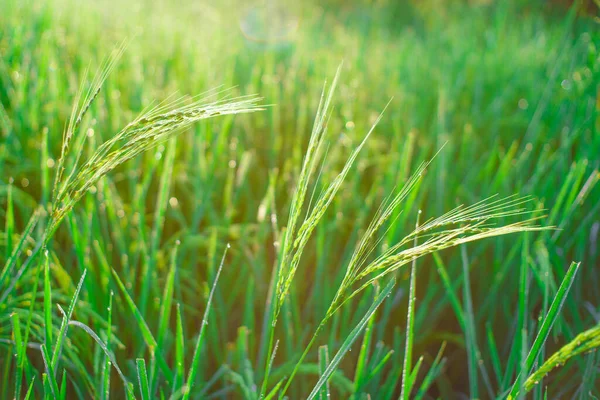 Bokeh Rocío Cae Grano Arroz Campo Por Mañana Enfoque Suave — Foto de Stock