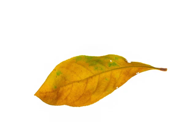 Podzimní List Izolované Bílém Pozadí — Stock fotografie