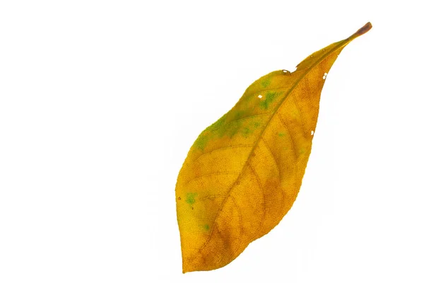 Hoja Otoño Aislada Sobre Fondo Blanco — Foto de Stock