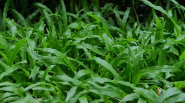 Çimen tarlası. Yakın çekim, kaydırma atışı. Yumuşak odaklanma..