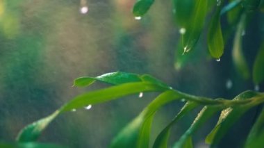 akşamları altın güneş ışığında ağaçlardan yağmur sis. Yağmur mevsiminde. Doğal bahçede arka plan olarak bulanık bokeh.