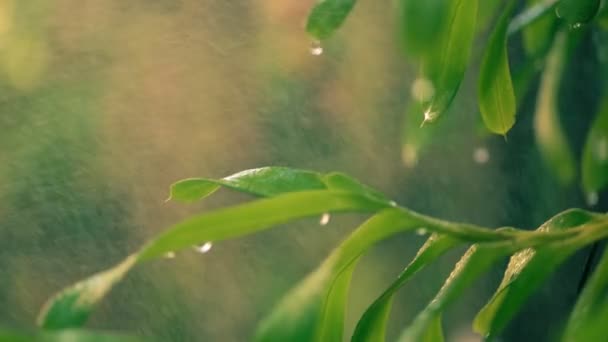 Дождевой Туман Деревьев Сквозь Золотистый Солнечный Свет Вечерам — стоковое видео
