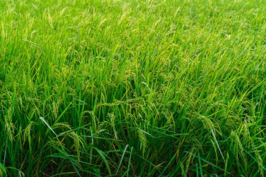 Tayland 'daki canlı yeşil çeltik tarlaları yaz rüzgarında sallanıyor, tarımsal büyüme ve doğal manzaralar sergileniyor