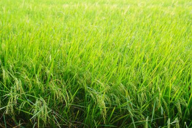 Sabah güneşli yeşil pirinç tarlasında pirinç kulakları