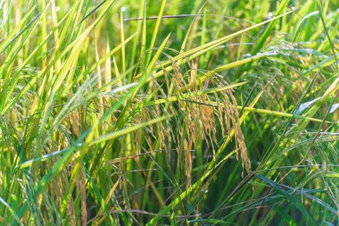 Tayland 'daki canlı yeşil çeltik tarlaları yaz rüzgarında sallanıyor, tarımsal büyüme ve doğal manzaralar sergileniyor