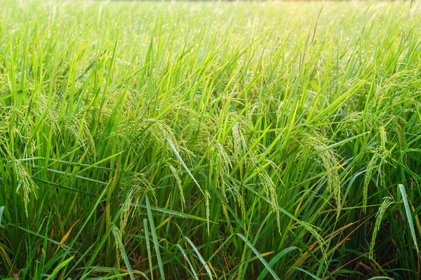 Sabah güneşli yeşil pirinç tarlasında pirinç kulakları