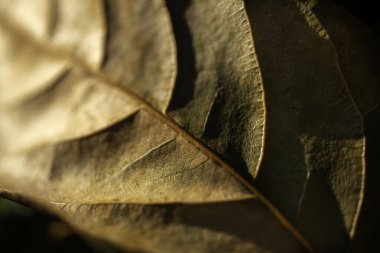 Renkli bir yaprağın yeşil, kırmızı, sarı ve kahverengi desenleri gösteren yakın plan görüntüsü