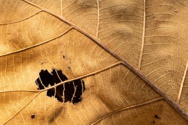 Kahverengi kurumuş yaprakların detaylarını gösteren yakın plan bir resim.