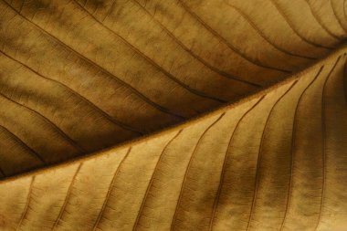 Kahverengi sonbahar yaprağının yakın plan görüntüsü doğal dokuyu, zengin renkleri ve ayrıntılı damarları gösterir.