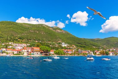 Karadağ 'ın Adriariç kıyı şeridinde Kotor Körfezi' nde Yachts ve Villas 'tan uçan martı.
