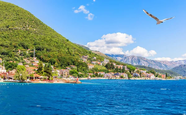 Gaivota Voando Pela Costa Mar Adriático Baía Kotor Montenegro — Fotografia de Stock