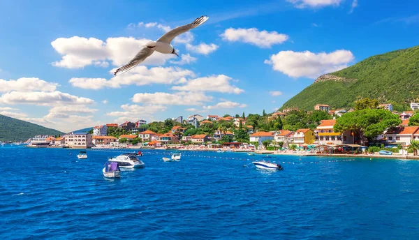 Möwen Fliegen Der Adriaküste Vorbei Und Yachten Kotor Montenegro — Stockfoto