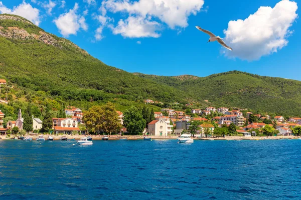 Zeemeeuw Vliegend Langs Kust Bij Kotor Adriatische Zee Montenegro — Stockfoto