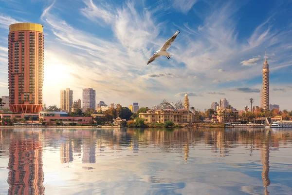 Möwe Fliegt Durch Kairos Innenstadt Fernsehturm Und Modische Hotels Hafen — Stockfoto