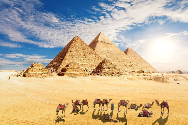 amel caravan resting near the Pyramids of Egypt in the desert, Giza.