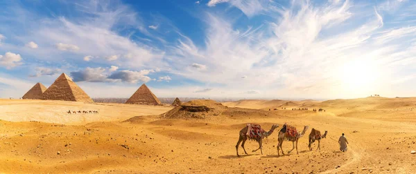 Pyramider Egypten Och Bedouin Med Kamelkaravan Solnedgång Panorama Giza — Stockfoto