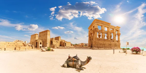 Philae Temple, Trajans Kiosk and a camel, beautiful panorama, Aswan, Egypt — Stock Photo, Image