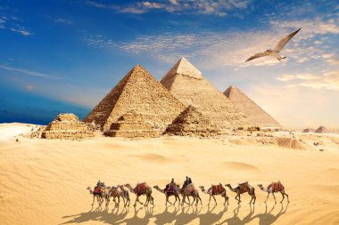 Bir martı, Mısır Piramitleri 'nin yakınındaki Giza çölünde, deve kervanının yanından uçuyor..