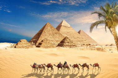 Giza, Kahire ve Mısır 'ın Büyük Piramitlerinin yanındaki kumlarda develer..