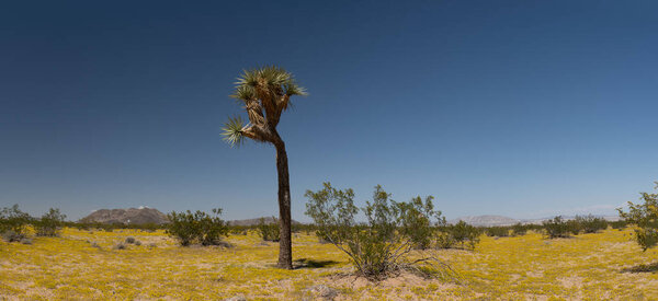Wide Mojave Desert in southern California wilderness with green brush.