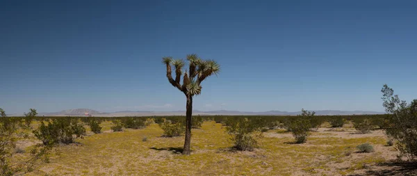 Çöl, uzun Joshua Ağacı 'nın altında geniş ve düz bir şekilde yayılır..