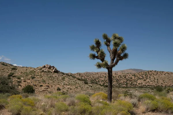 Joshua Tree Kaliforniya 'da çölün ortasında duruyor..