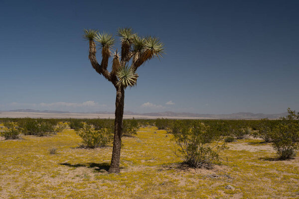 Tall Joshua Tree stands up the flat wide Mojave Desert in California.