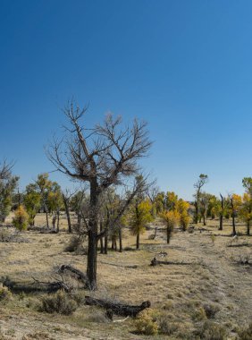 Güney Wyoming 'deki Ulusal Vahşi Yaşam Koruma Alanında ölü bir ağaç var..