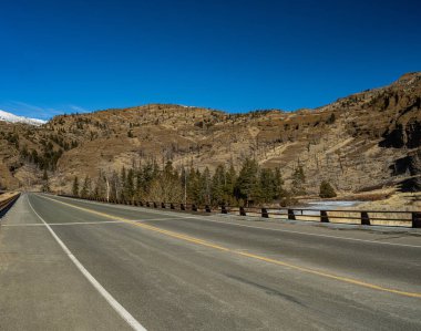 Wyoming 'in Rocky Dağları' ndaki çam ağaçlarının arasından düz yol..