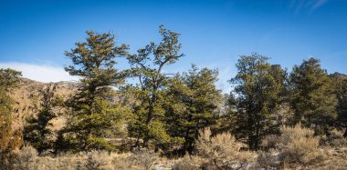 Wyoming 'in Rocky Dağları' nın kuzey kesimindeki ağaçlar.
