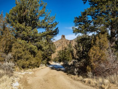 Wyoming Kayalıkları 'ndaki bir çam ormanından geçen toprak yol..