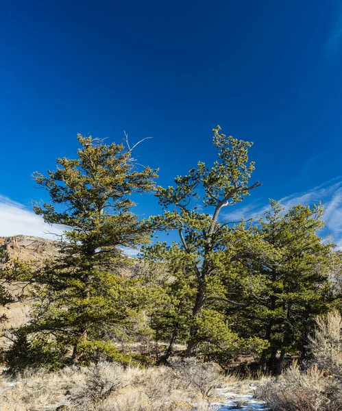 Kuzey Wyoming 'deki bir dağ vadisinde çam ağaçları..