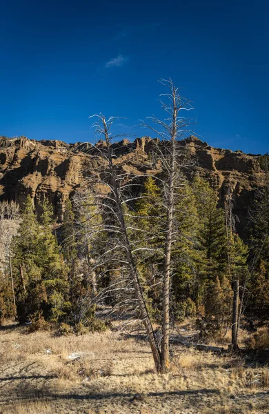 Wyoming 'in Rocky Dağları' ndaki bir çam ağacının üzerinde duruyor..