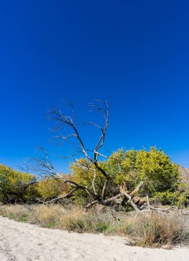 Santa Clarita yakınlarında kurumuş bir nehir yatağının dibinde ölü ağaç dalları duruyor..
