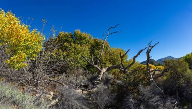 Güney Kaliforniya 'nın çöl çöllerinde devrilmiş ağaçlar arasında uzanır..
