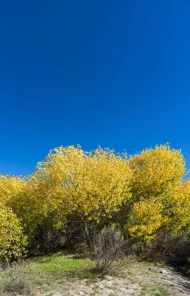 Sonbahar Çalılıkları Sarı Yaprakları Dallardan sarkmış bırakır