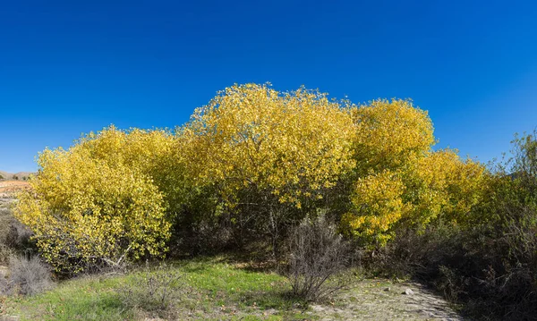 Sarı yapraklar Güney Kaliforniya 'da kurak bir nehir yatağında ağaçlarda asılı..