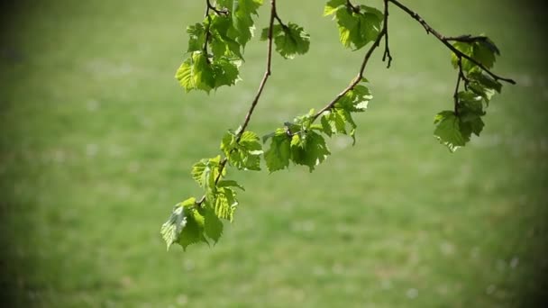 Folhas verdes na primavera — Vídeo de Stock
