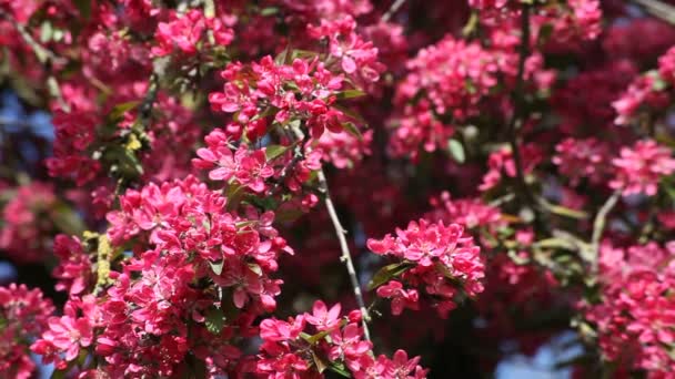 Levendige roze bloesem boom bloem bij spring — Stockvideo