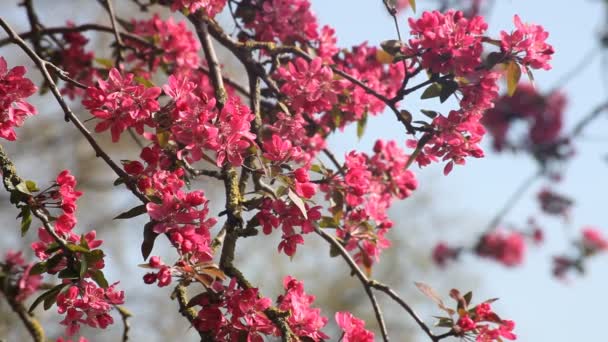 Flor de flor de árvore rosa na primavera — Vídeo de Stock