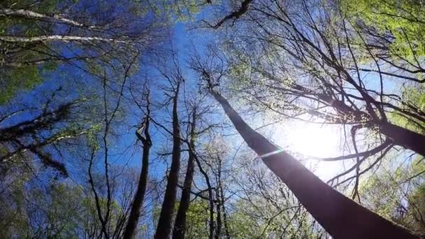 Waldkronen im Frühling — Stockvideo
