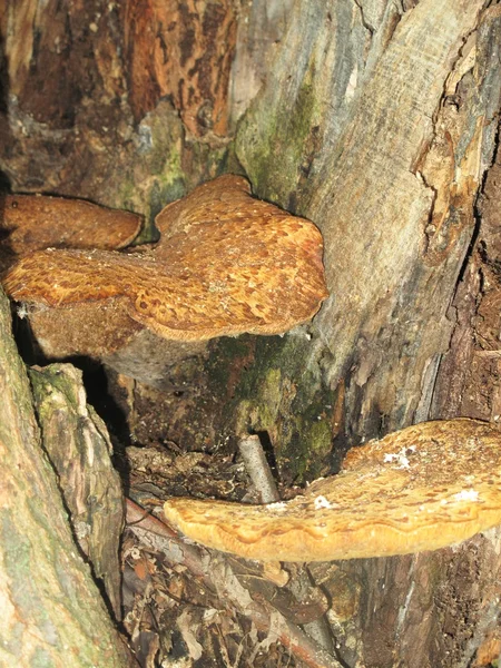 Large mushrooms growing inside a tree — Stock Photo, Image
