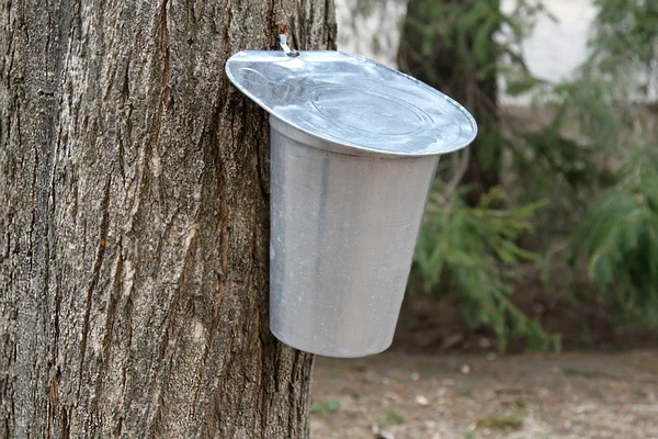 早春收集枫树树液的桶 — 图库照片