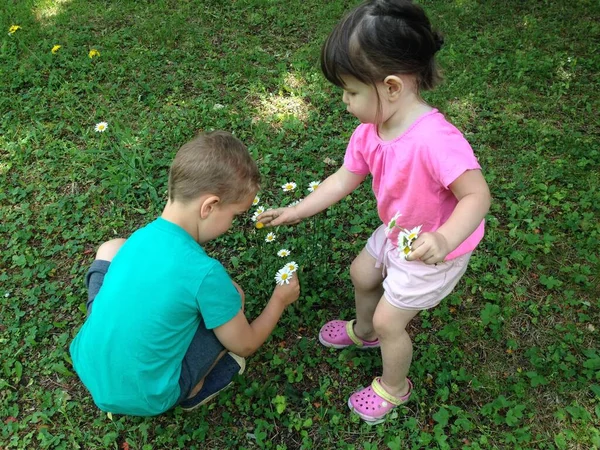 Kleine Kinderen Plukken Madeliefjes Het Gras — Stockfoto