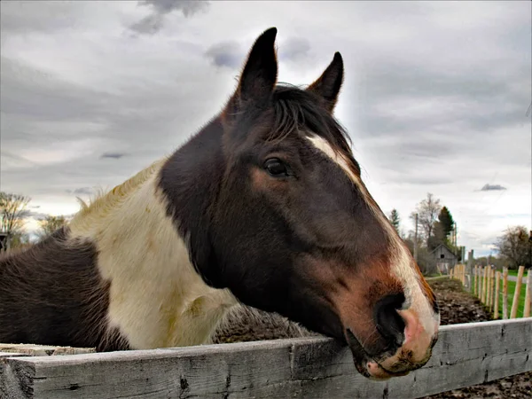 Hnědobílý Kůň Plotem — Stock fotografie